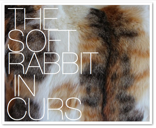 THE SOFT RABBIT IN CURS
