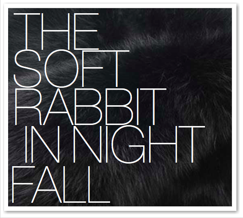THE SOFT RABBIT IN NIGHT FALL