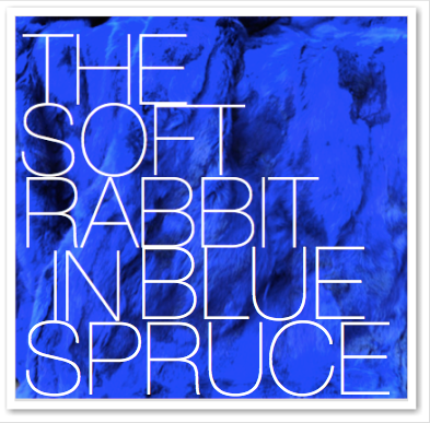 THE SOFT RABBIT IN SPRUCE
