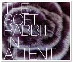 THE SOFT RABBIT IN ATTENT