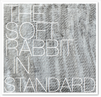 THE SOFT RABBIT IN STANDARD