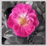 "A VIEW OF PINK PEONIES"
