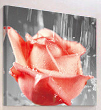 "OUTPOUR ON ROSES"