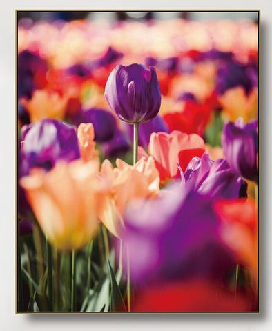 "MUST LOW TO TALL PURPLE TULIP"