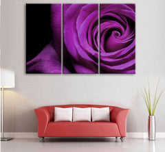 "THE SPIRAL ROSE"