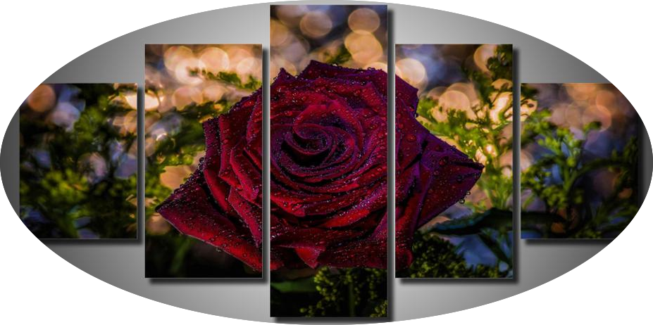 "THE SAD & LOVELY RED ROSE"