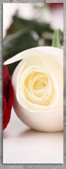 "THE WHITE ROSE BETWEEN 2"