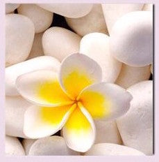 "WHITE STONES AND FLOWERS"